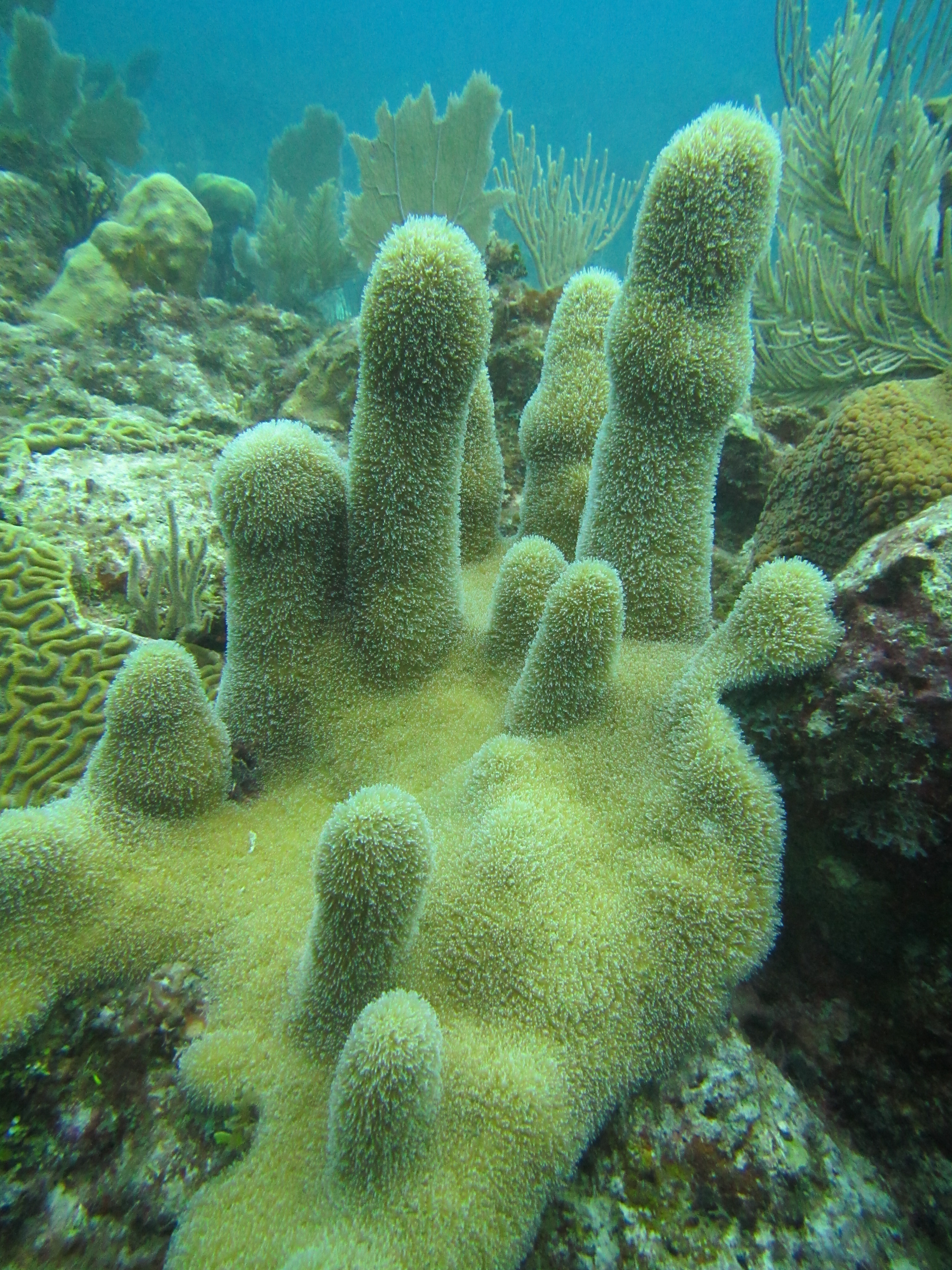 Arrecifes de Sian Kaan